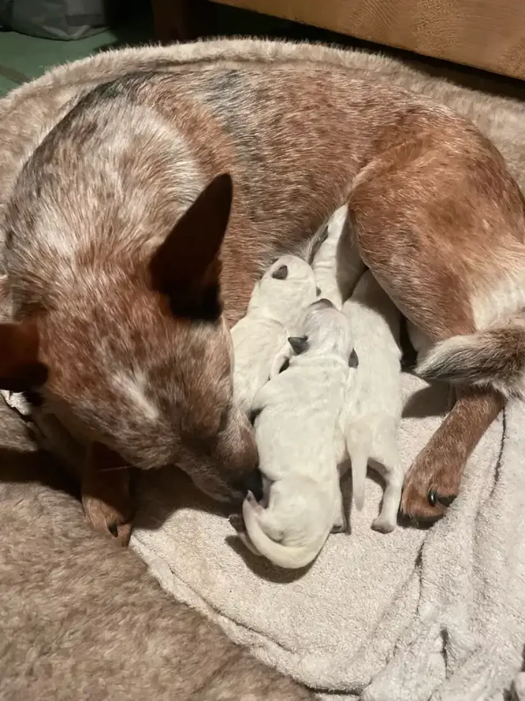 Blue and red heeler puppies for rehoming