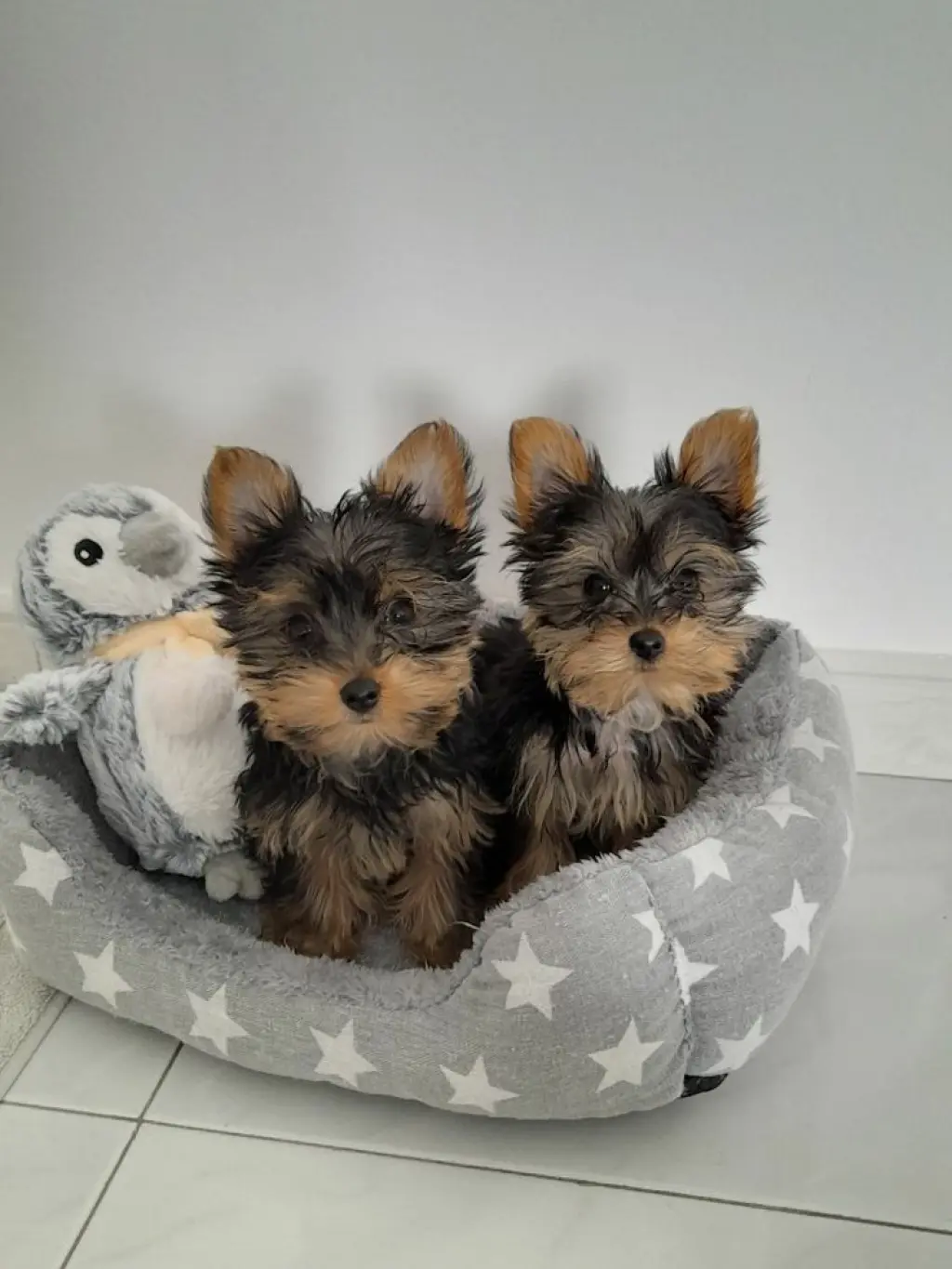Hermosos Cachorros de Yorkie