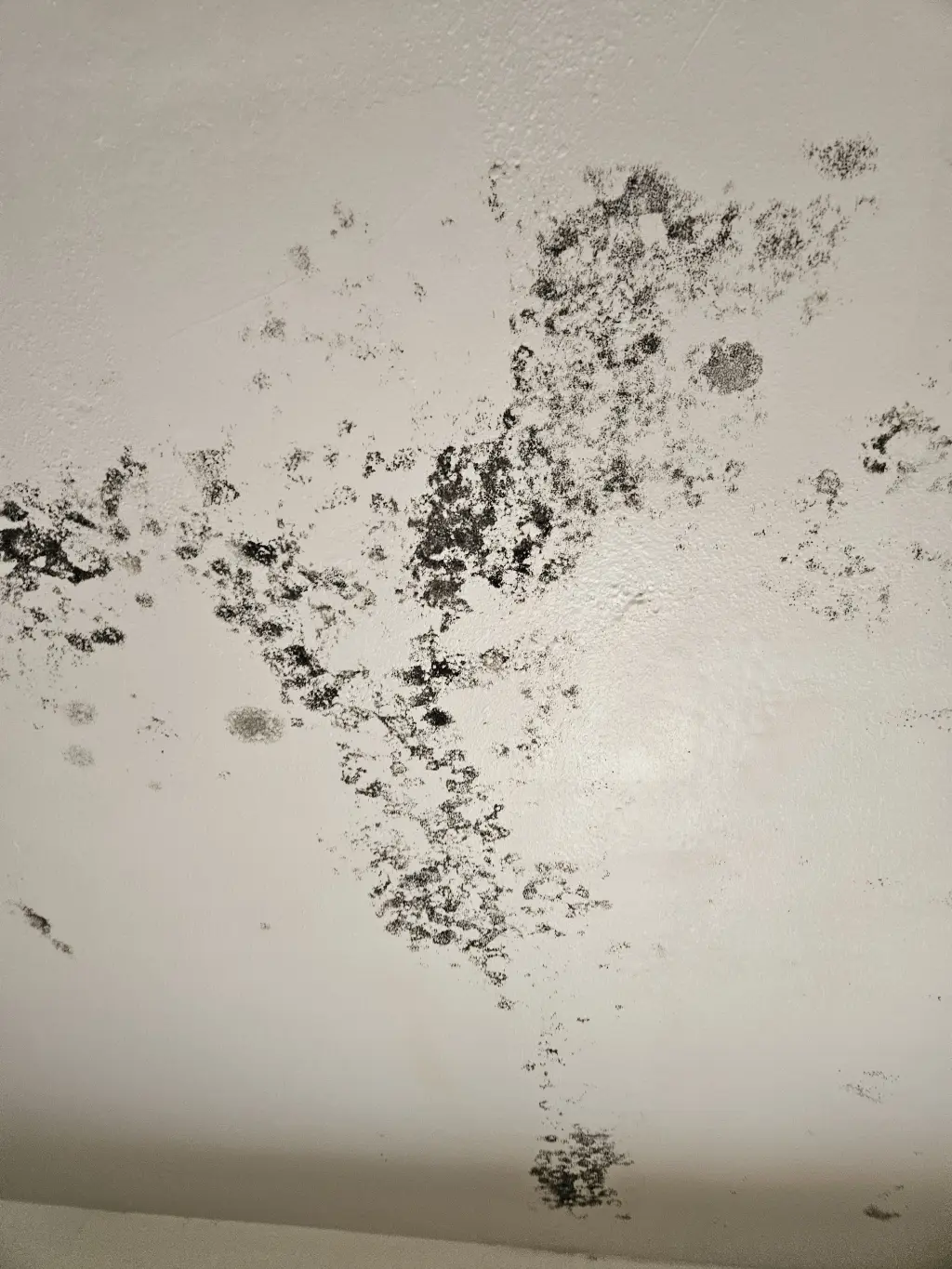 Mold remediation
