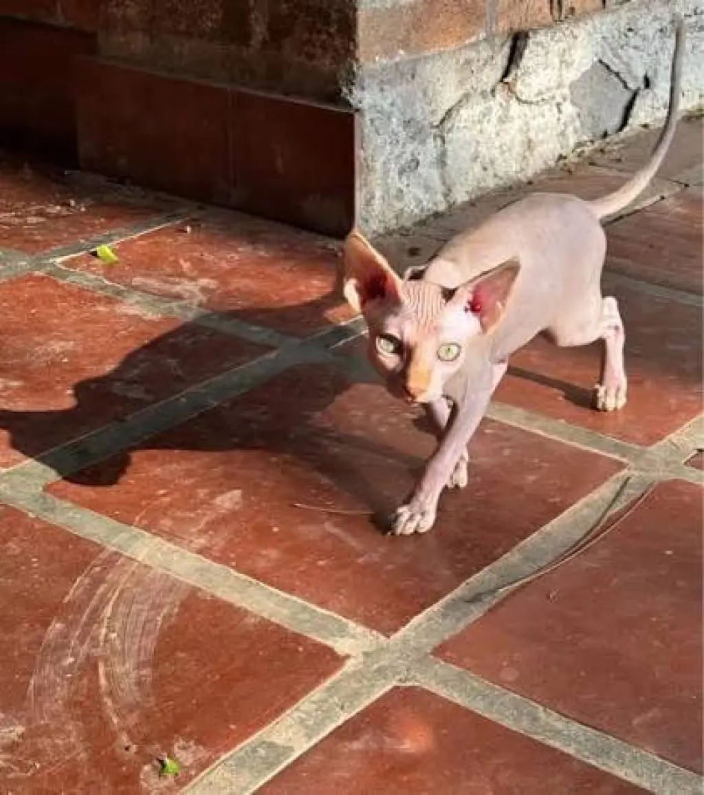 Gatos Espectaculares Sphynxs Medellín
