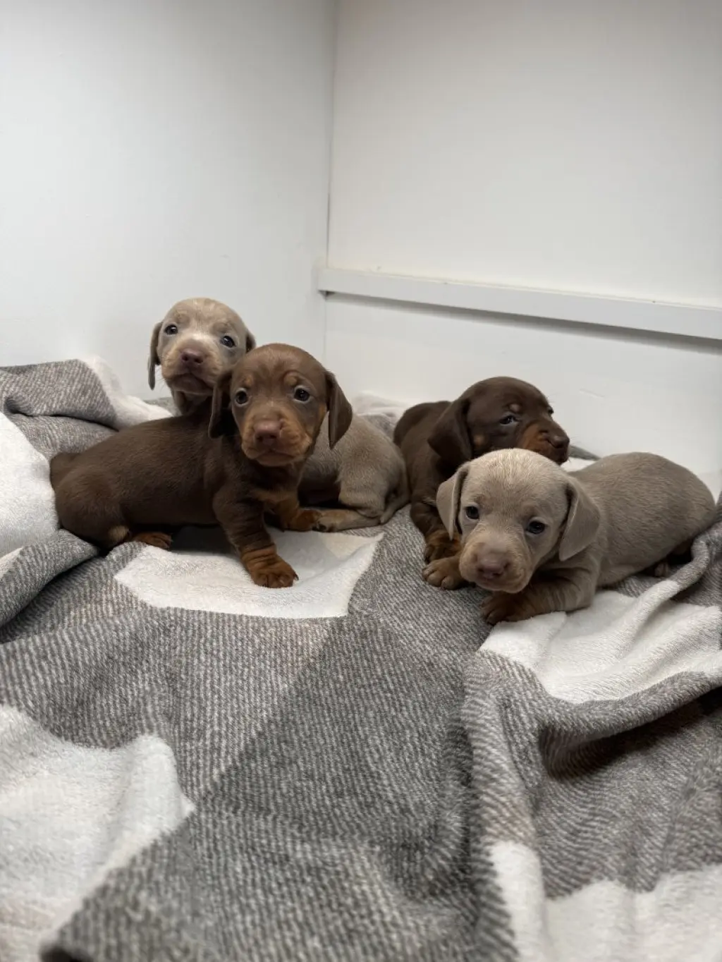 Dachshund Puppies Available