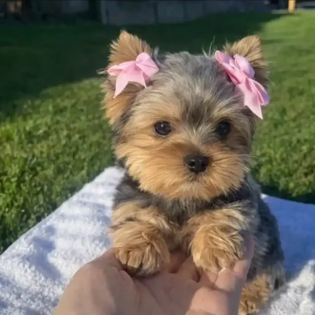 Adorable Cachorro Yorkshire Terrier con Lazos