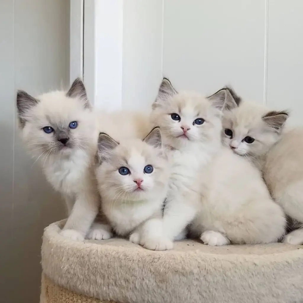 Human calculation British shorthair cat