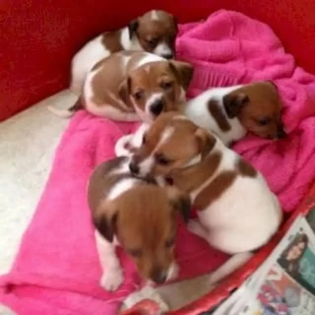 Jack russell regalo bebe macho y hembra al mejor precio de venta