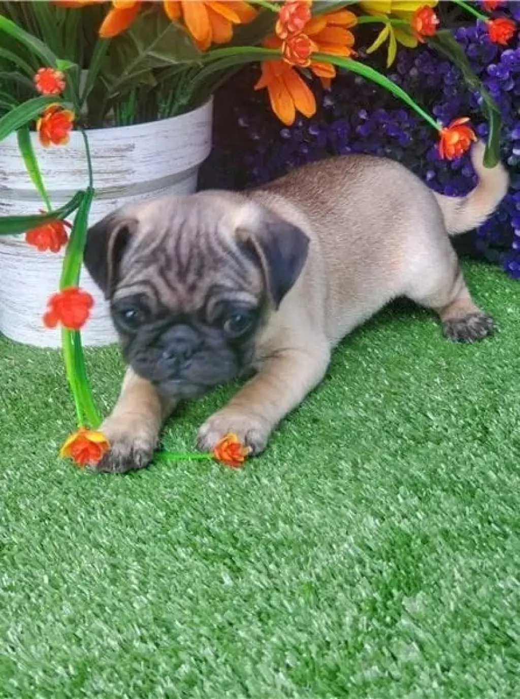 Adorable Cachorro Pug en Venta