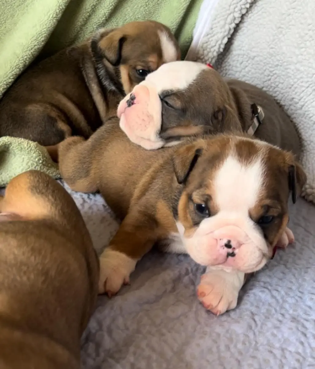 Adorables Cachorros Bulldog en Venta
