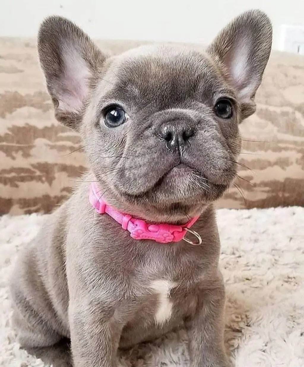Hermoso Cachorro de Bulldog Francés en Venta