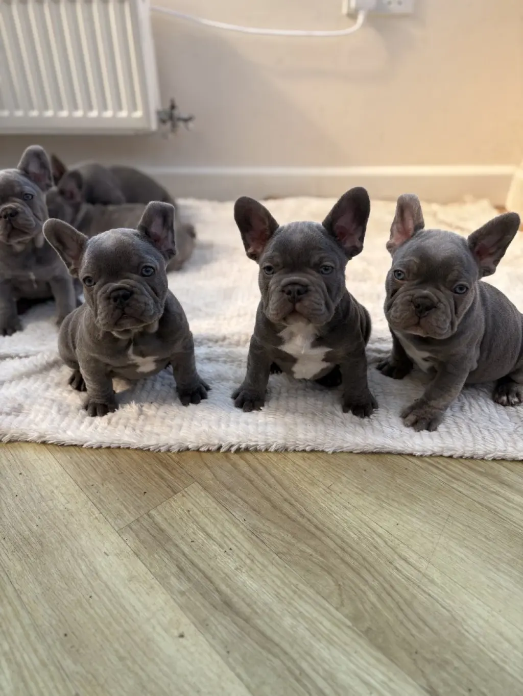 Blue French Bulldog Puppies for Sale