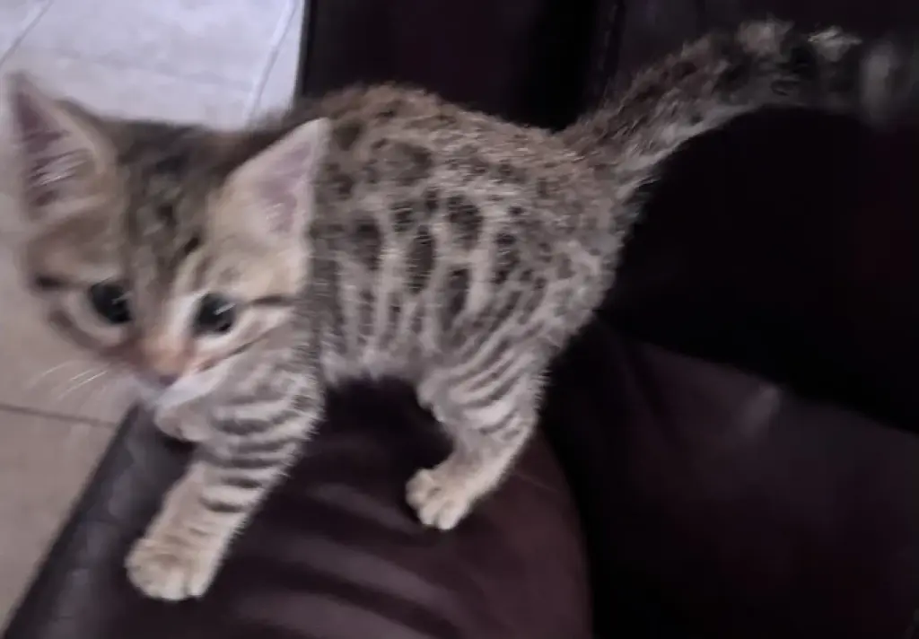 Bengal Kitten FEMALE