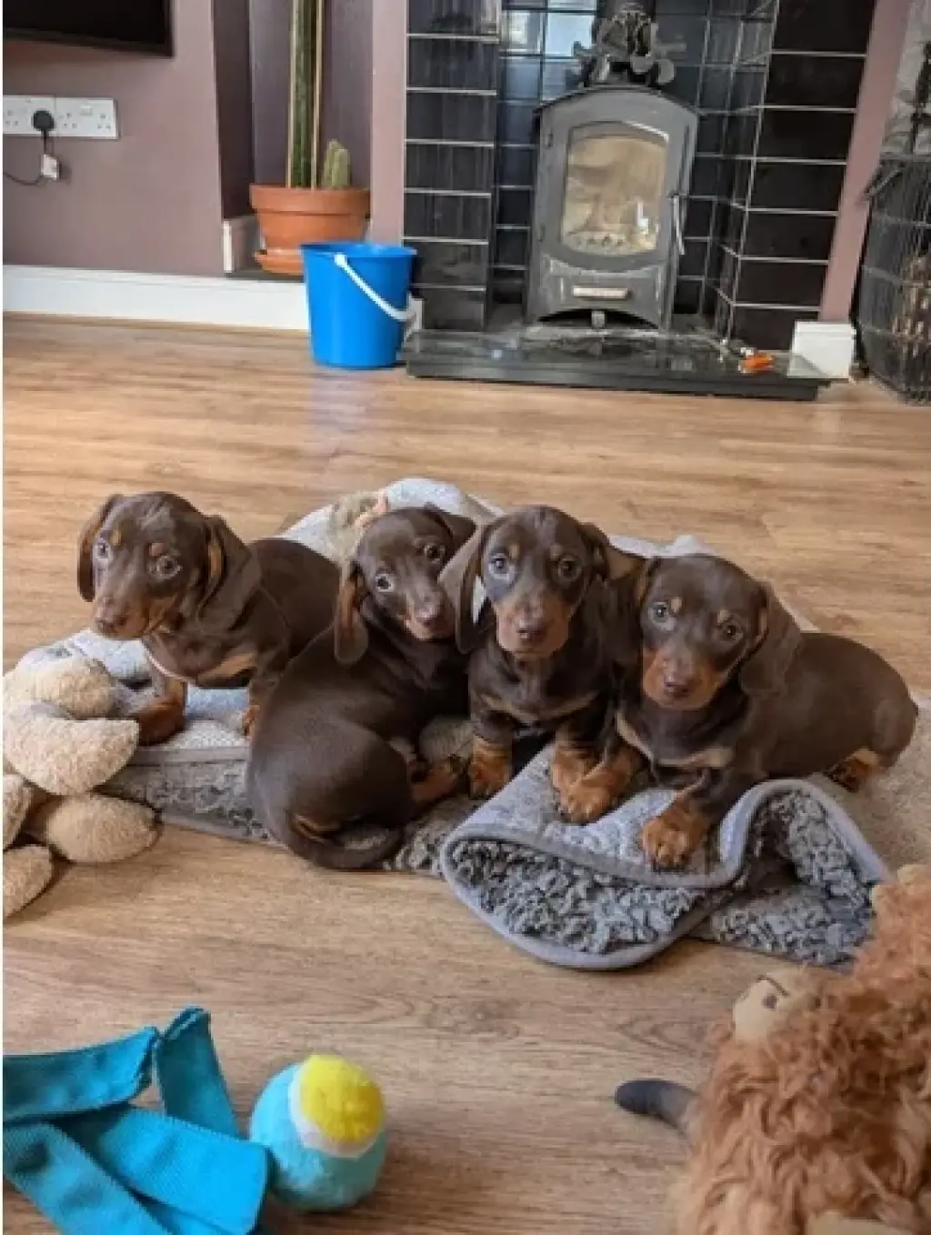 Miniature dachshunds ready