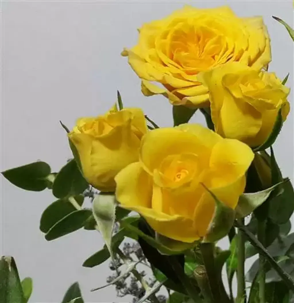FOTO Y VIDEO BODAS XV AÑOS TAX