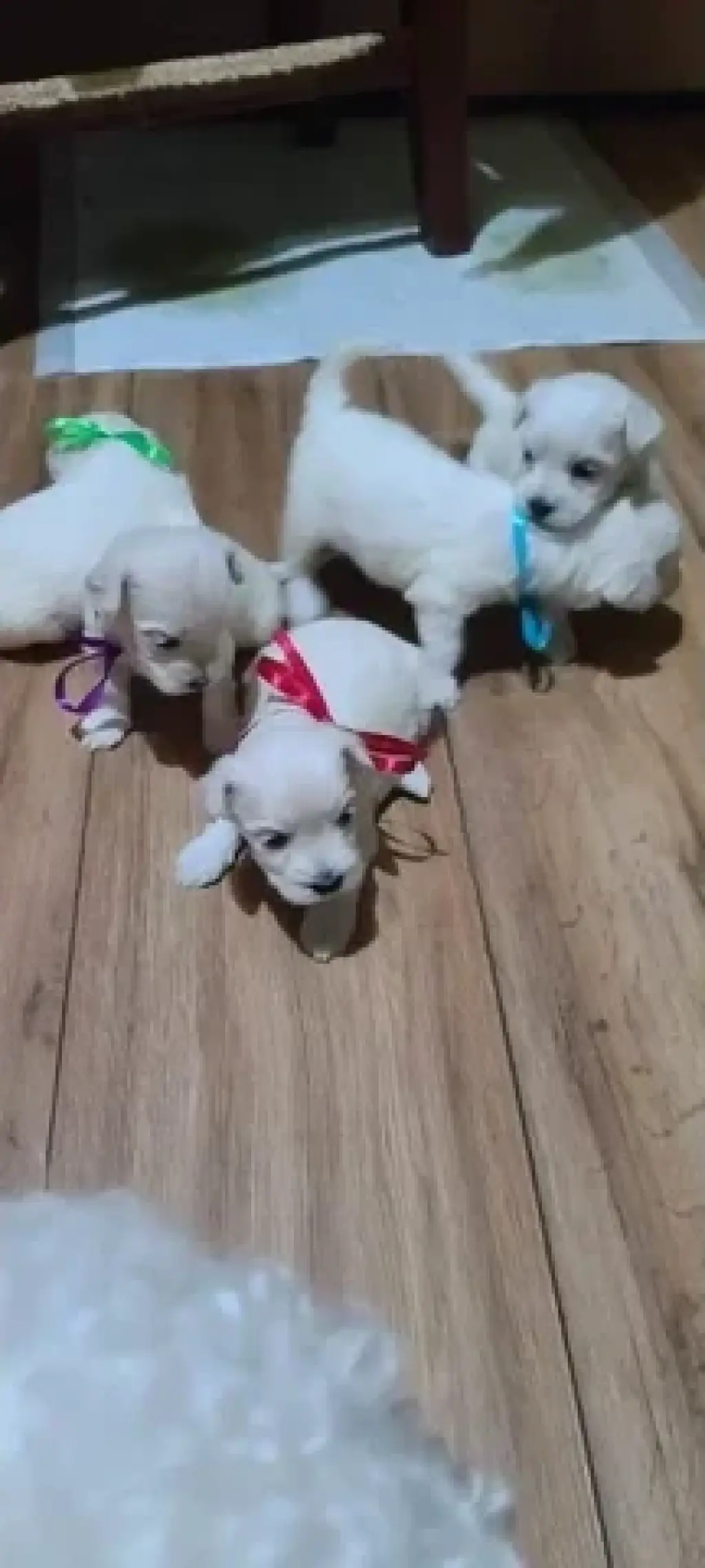 Maltese Puppies for adoption