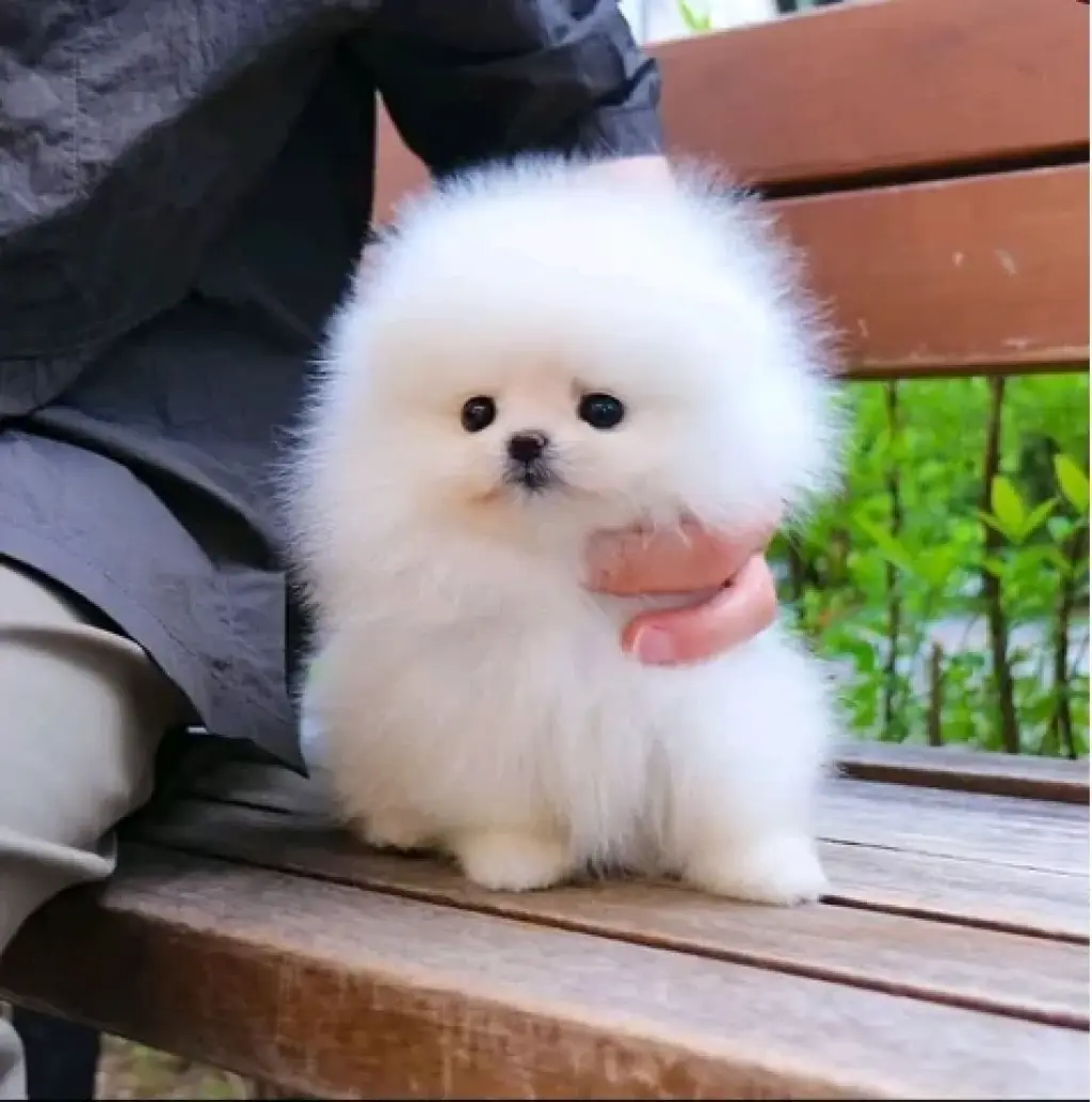 French bulldog and Pomeranian