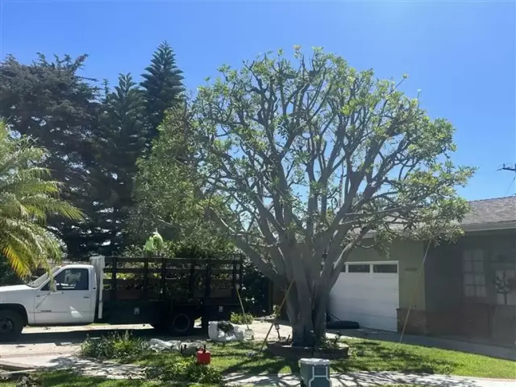 Podador de arboles y palmas