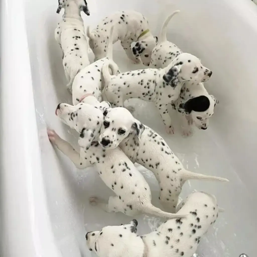 Dalmatian Puppies 8032846348