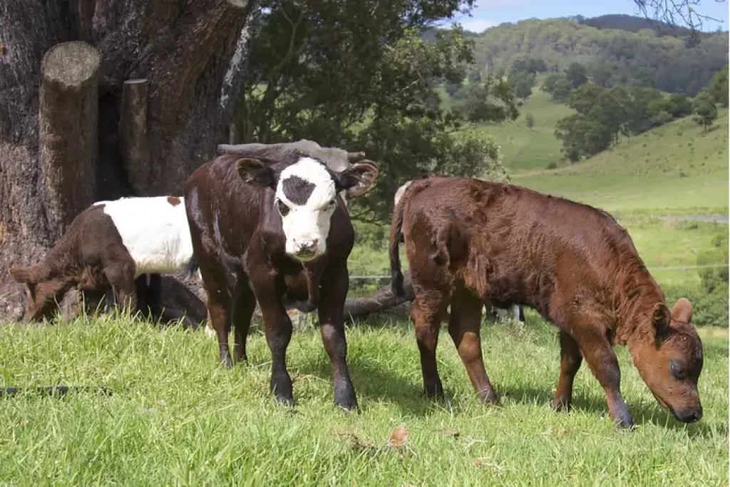 Hereford calves