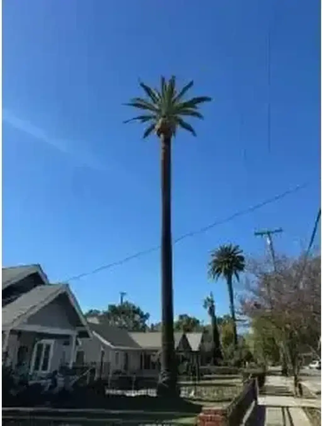 SERVICIO COMPLETO DE ÁRBOLES