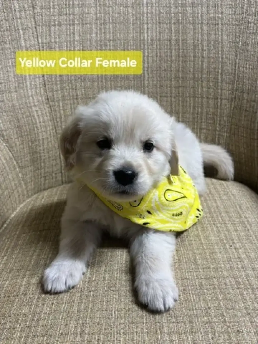 Golden retrievers available