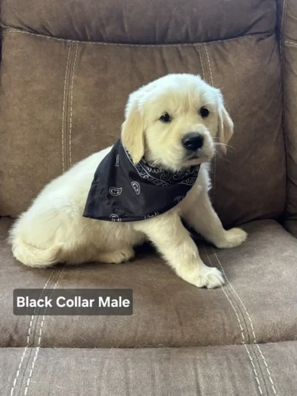 purebred Golden retriever pups