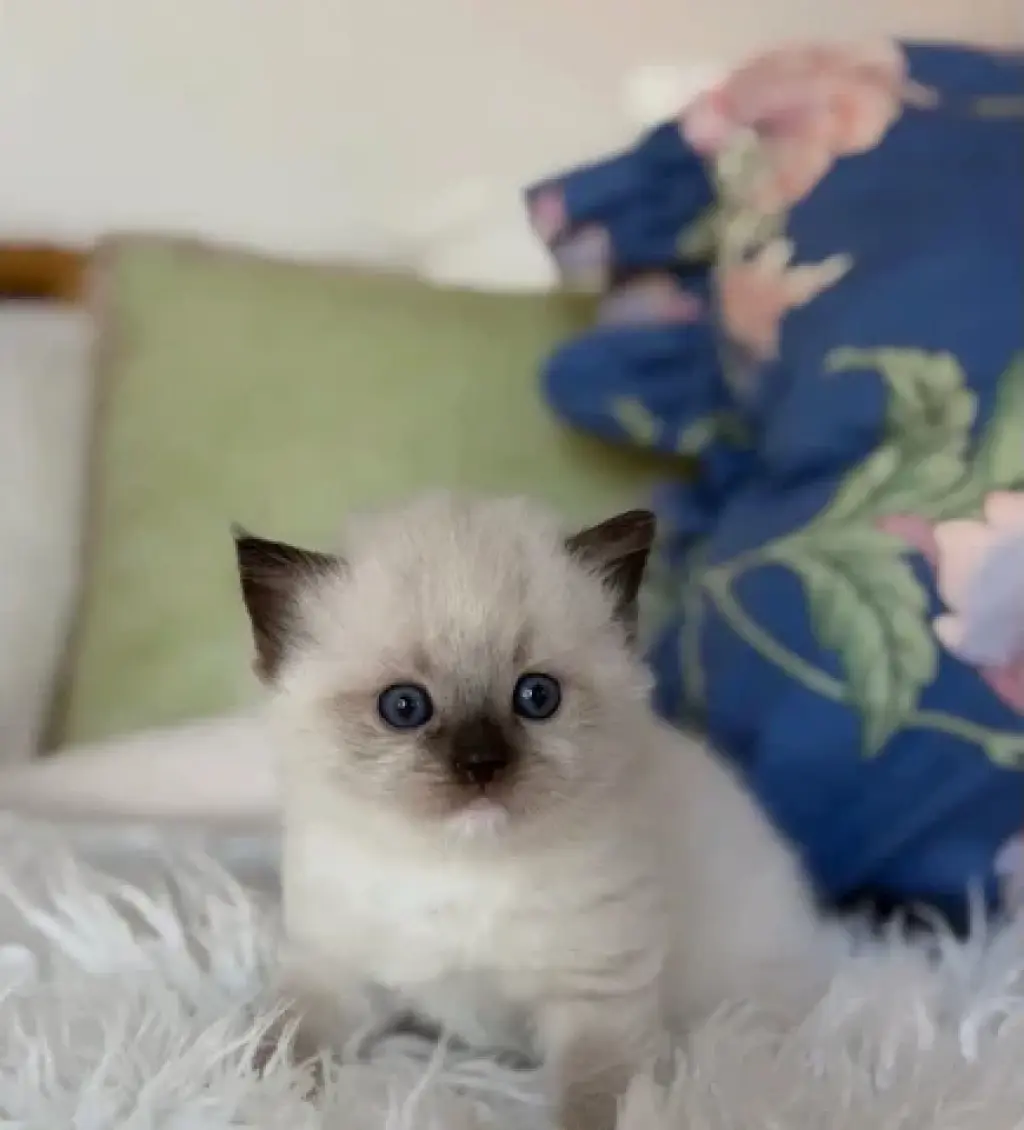 Gatitos Ragdoll TICA en Venta