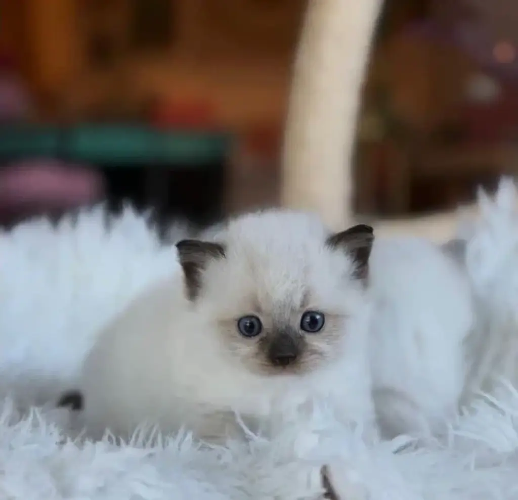 Gatitos Ragdoll de Raza Pura