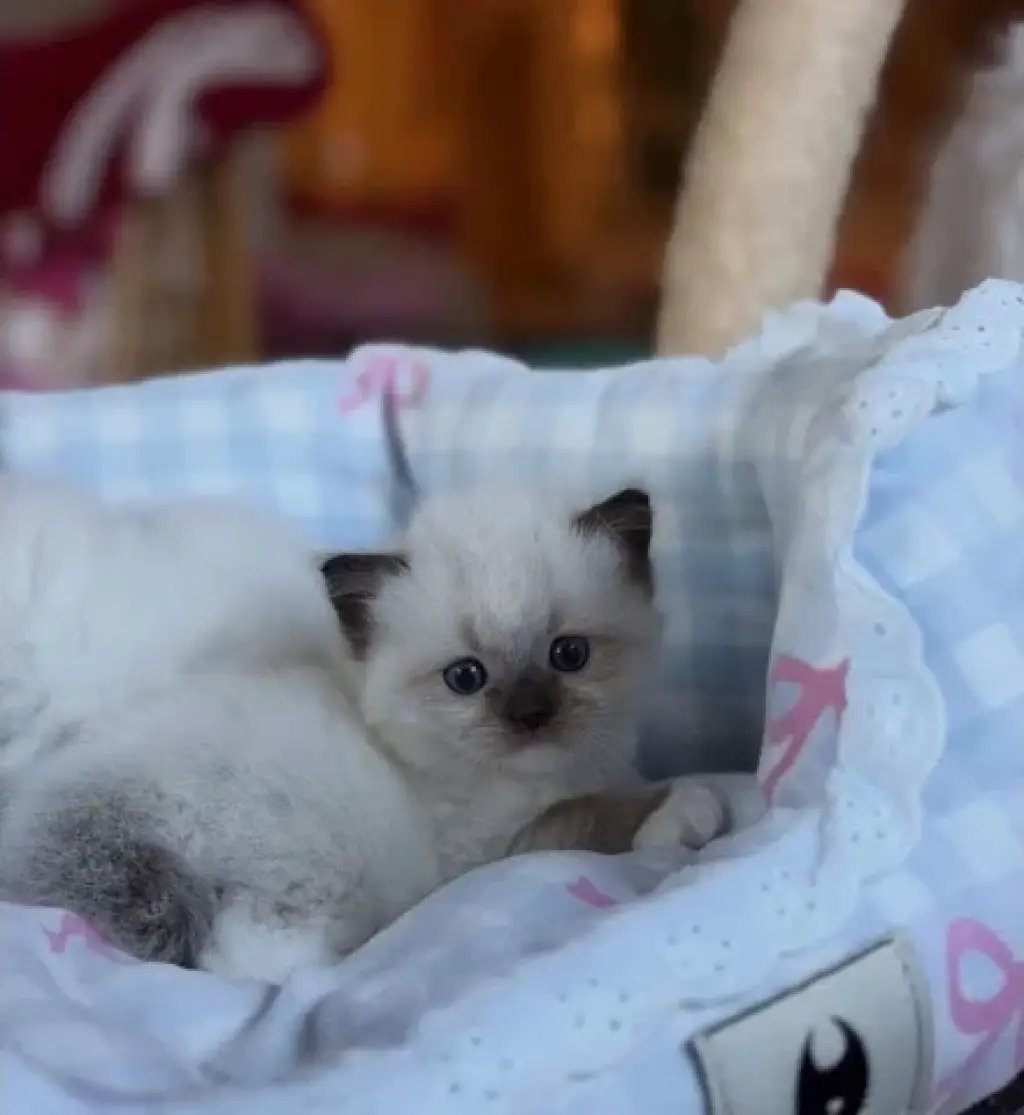 Gatitos Ragdoll TICA en Venta