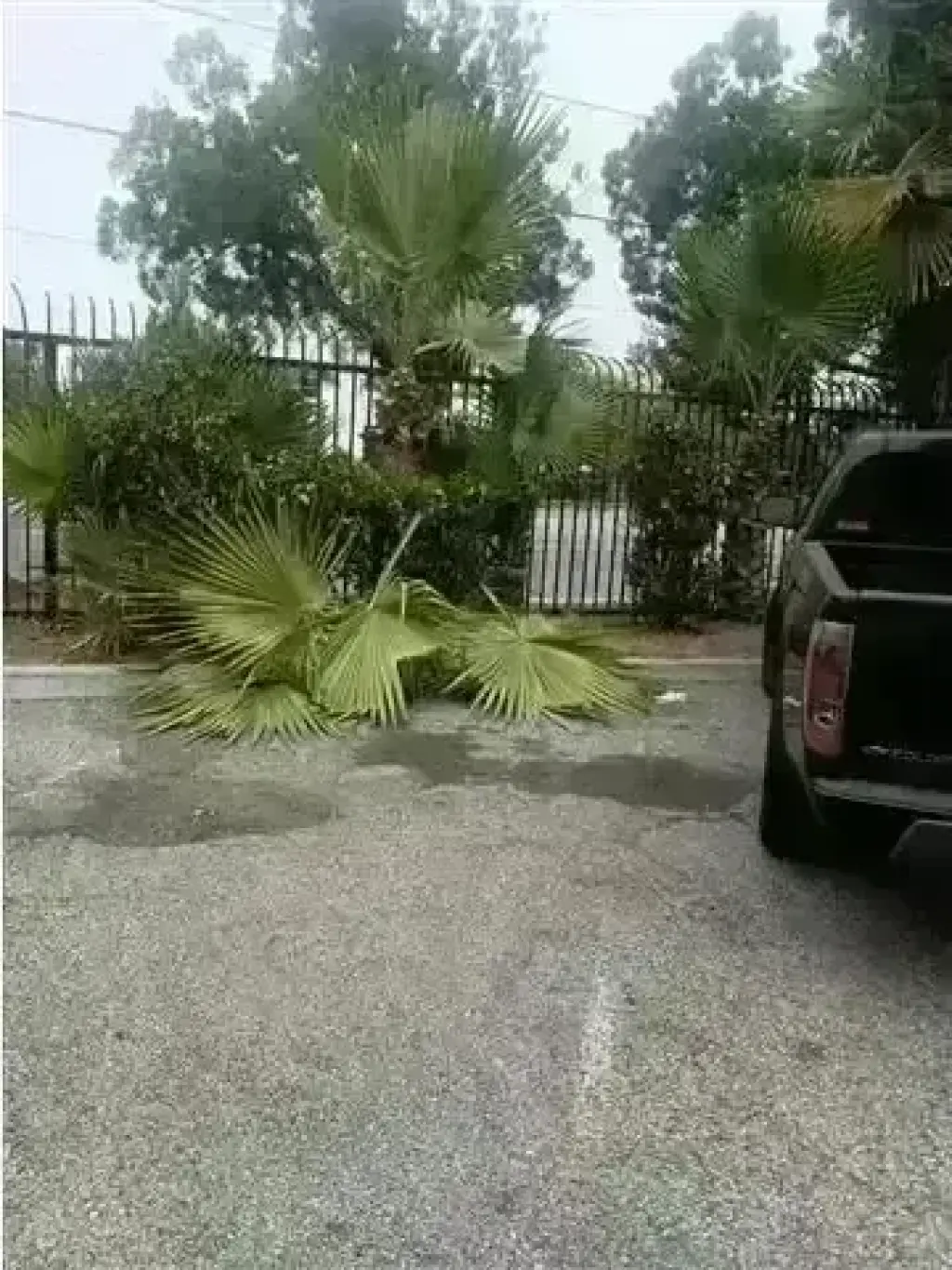 CANALEZ GARDENING SERVICES