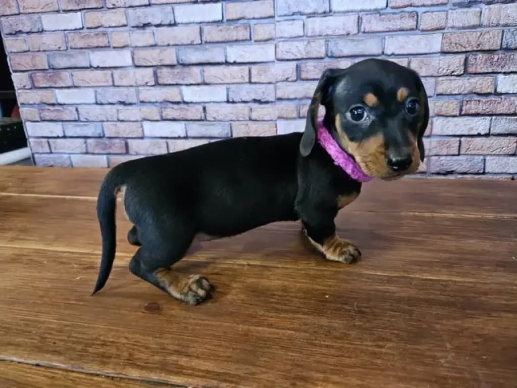 Miniature dachshund