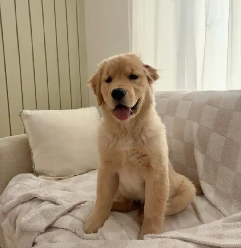 Labrador retrievers disponible