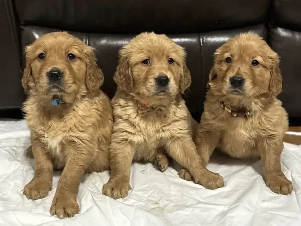 3 Precioso golden retriever