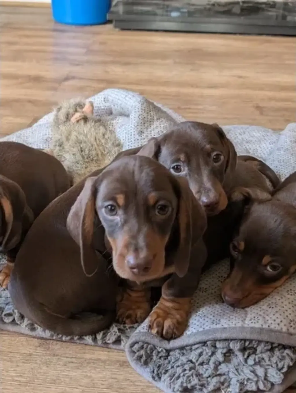 Cachorros de teckel estándar