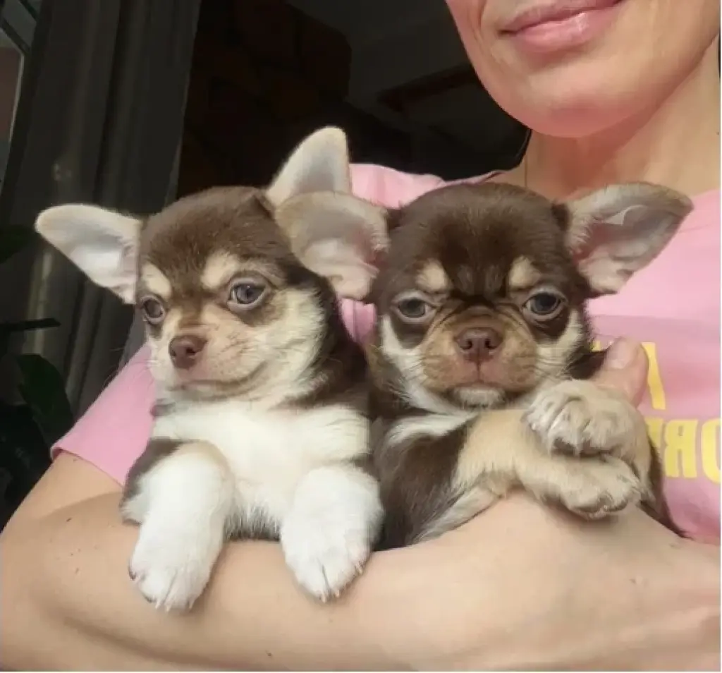 Cachorros Chihuahua