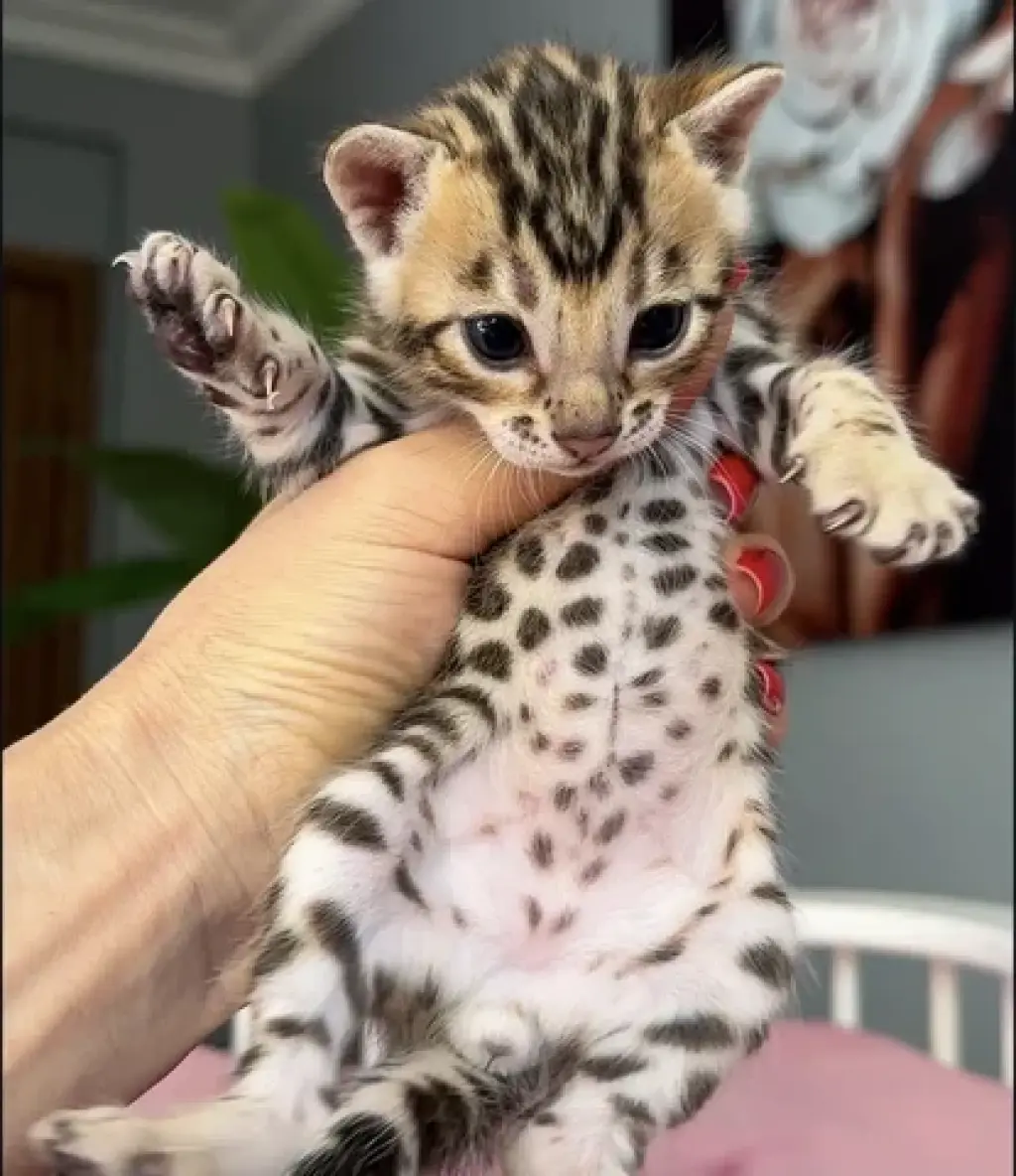 Bengalí disponible