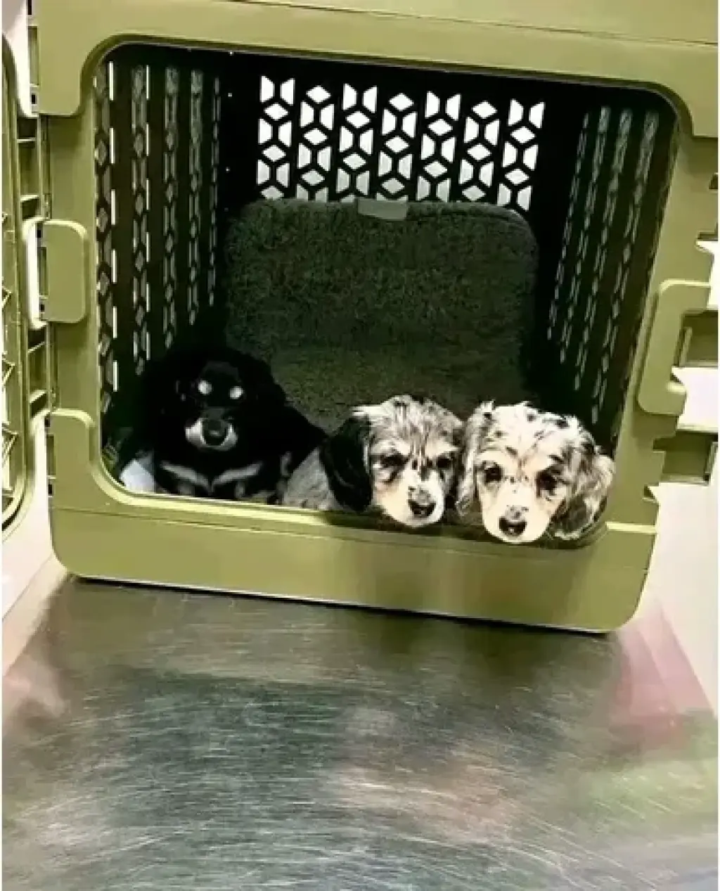 Dashund Puppies For Adoption