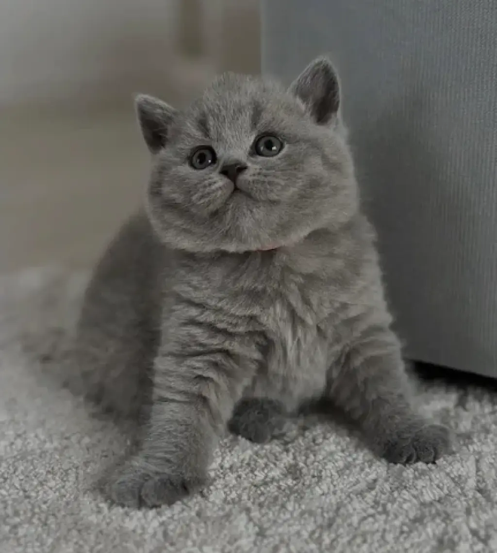 Grey British Shorthair
