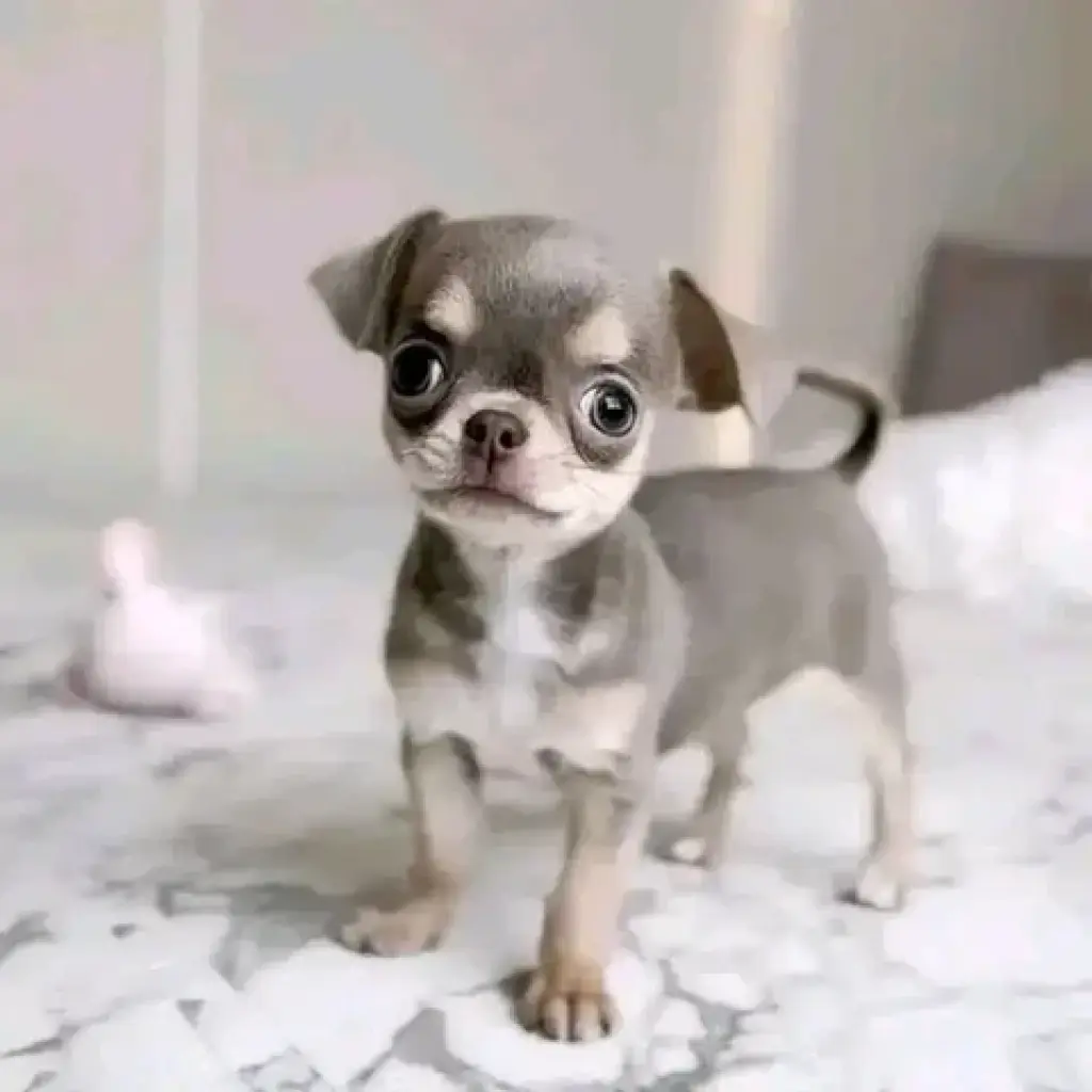 puppies available