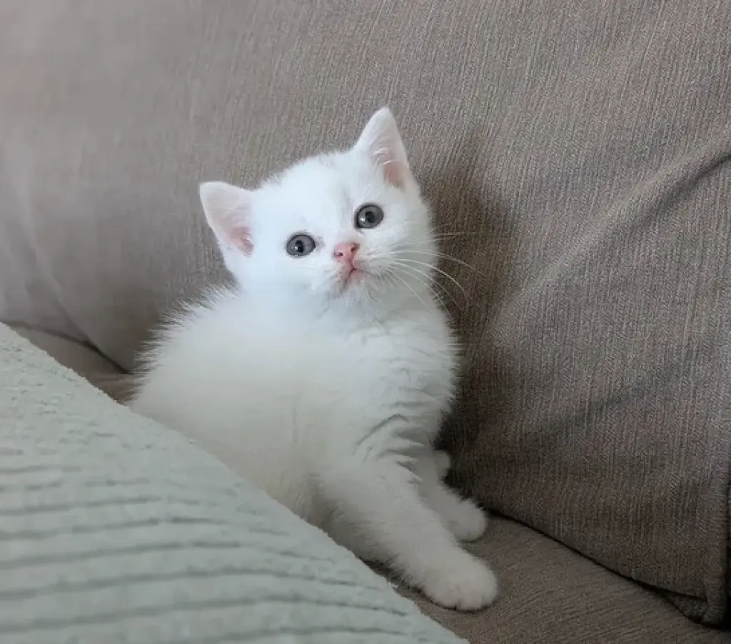 British shorthair for sale