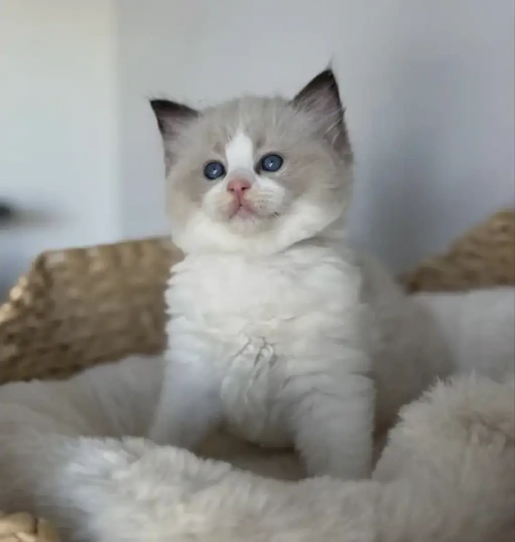 Cute Ragdoll for sale