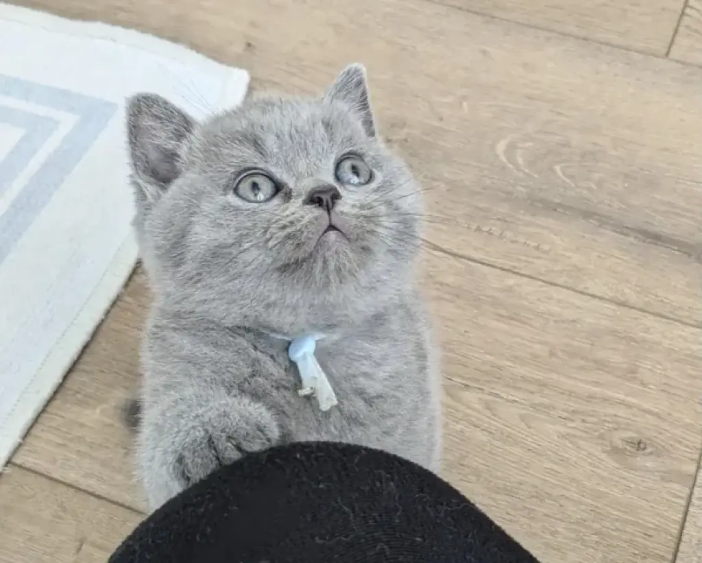 British shorthair Available