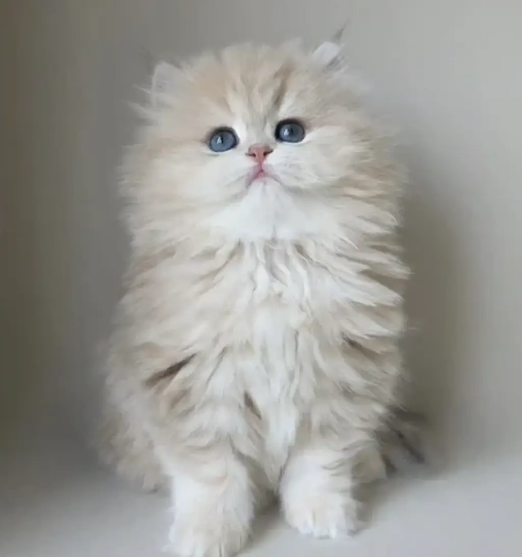 Two Persian Ready