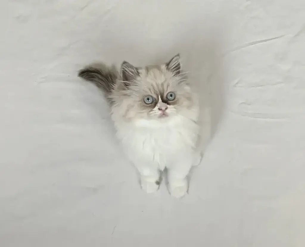 Gatitos Ragdoll Azules