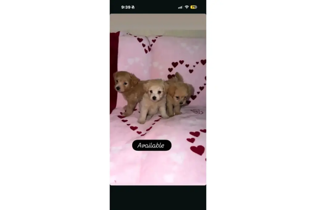 🐶 PERRITOS EN VENTA 🐶