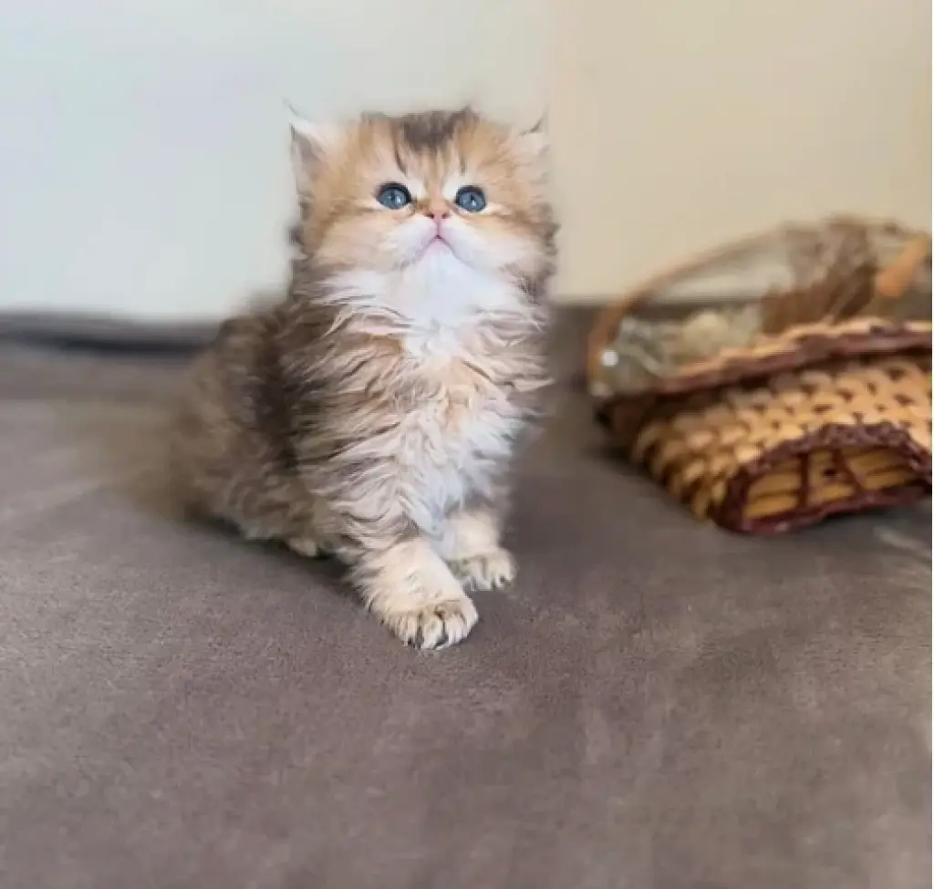 Super Persian available