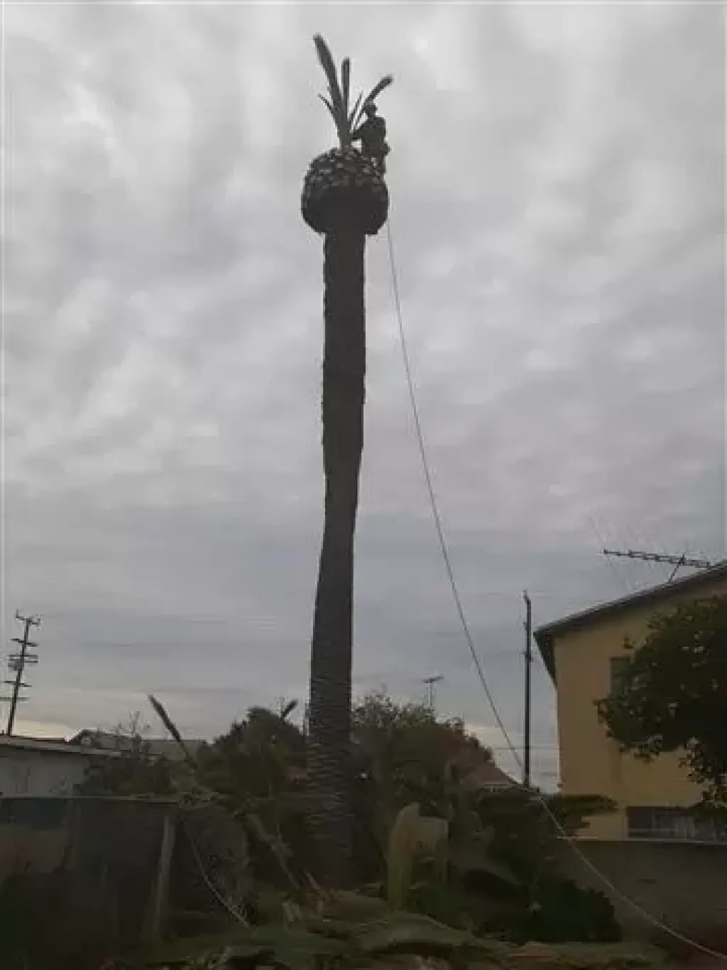 Servicios de arboles y palmas