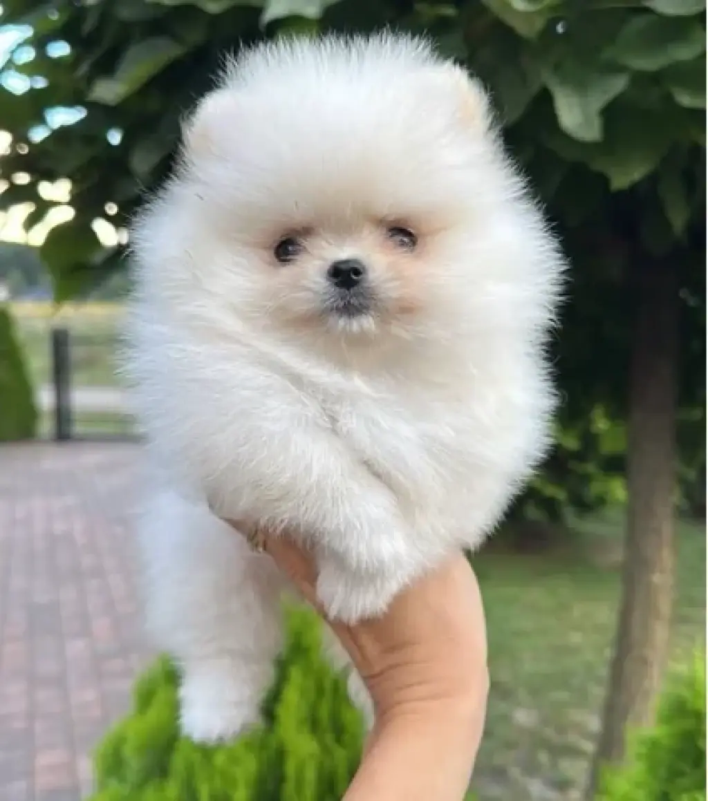 Pure Pomeranian  Available