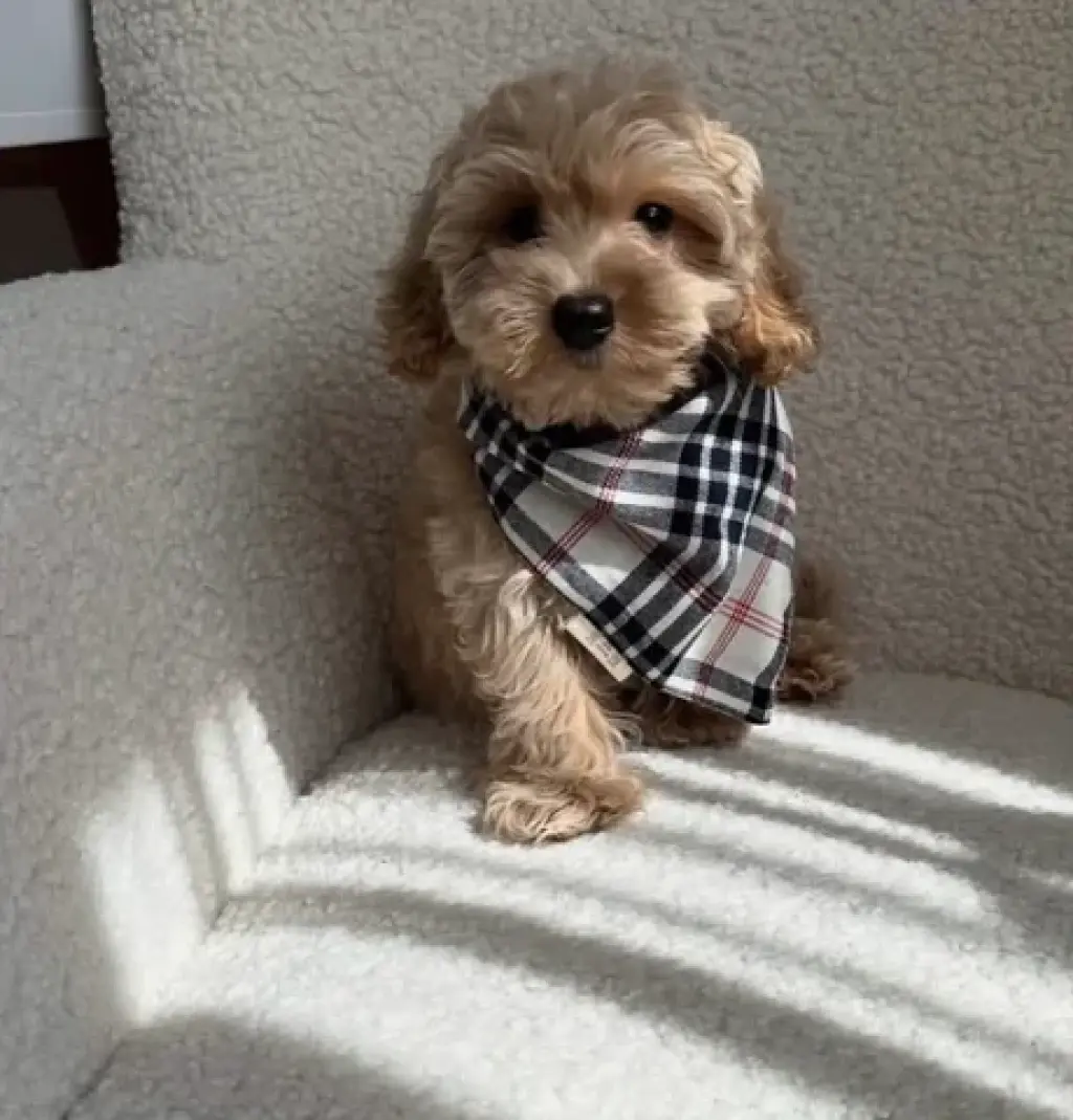 Cavapoo Puppies Available