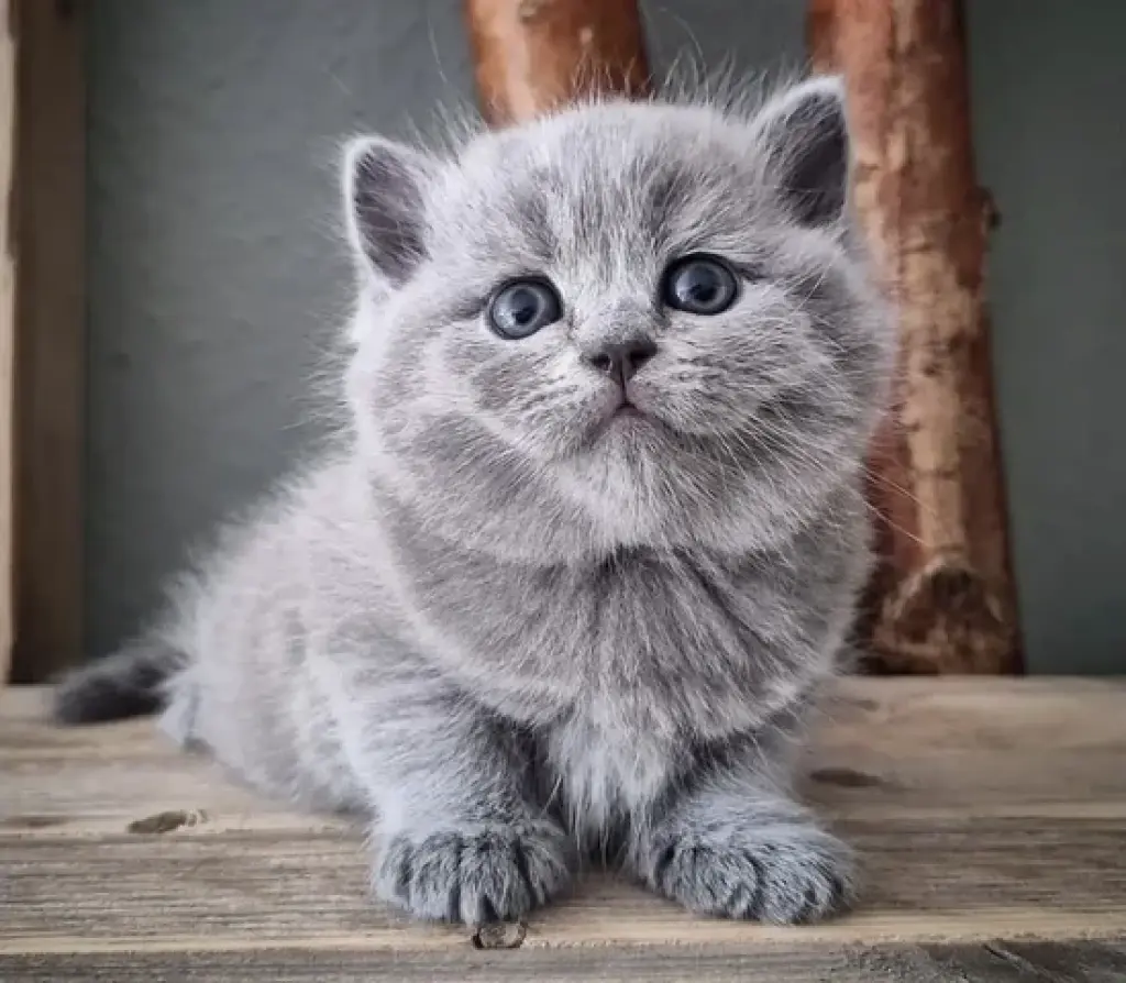 Purebred British shorthair