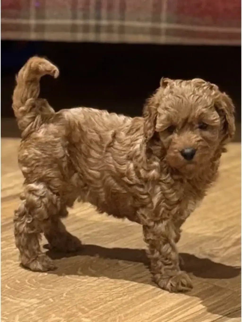 Cavapoo ready