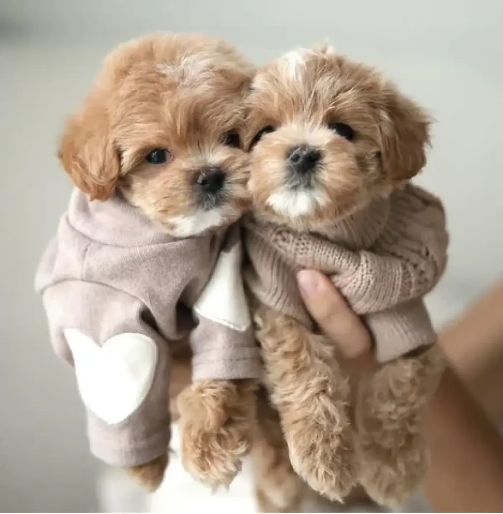 2 Maltipoo Available