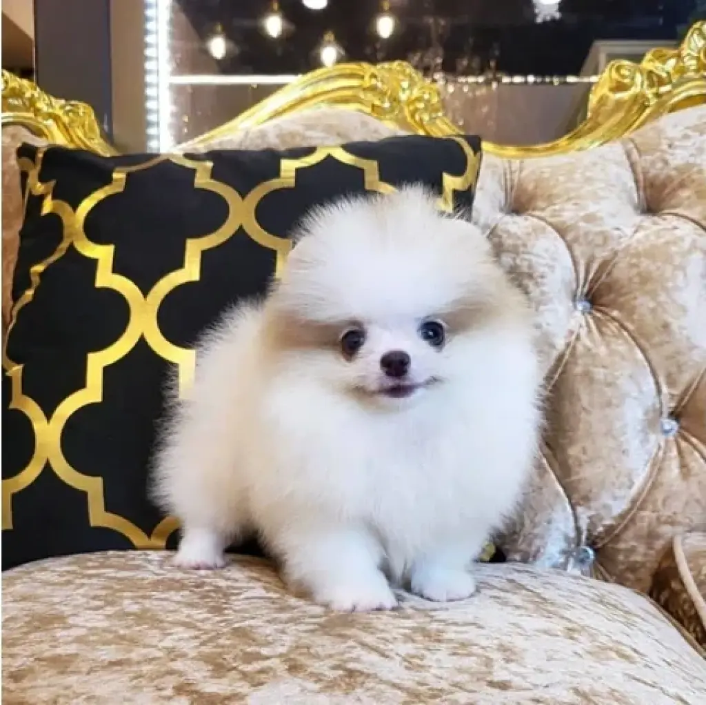 Purebred pomeranian puppies